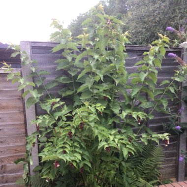 Himalayan Honeysuckle