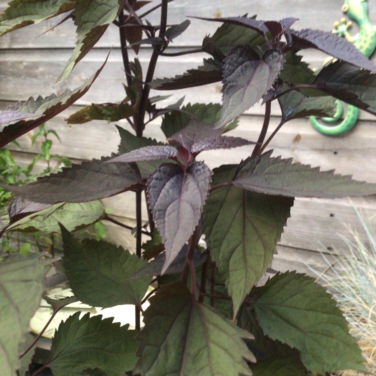 Plant image Ageratina altissima 'Chocolate' syn. Eupatorium rugosum 'Chocolate'