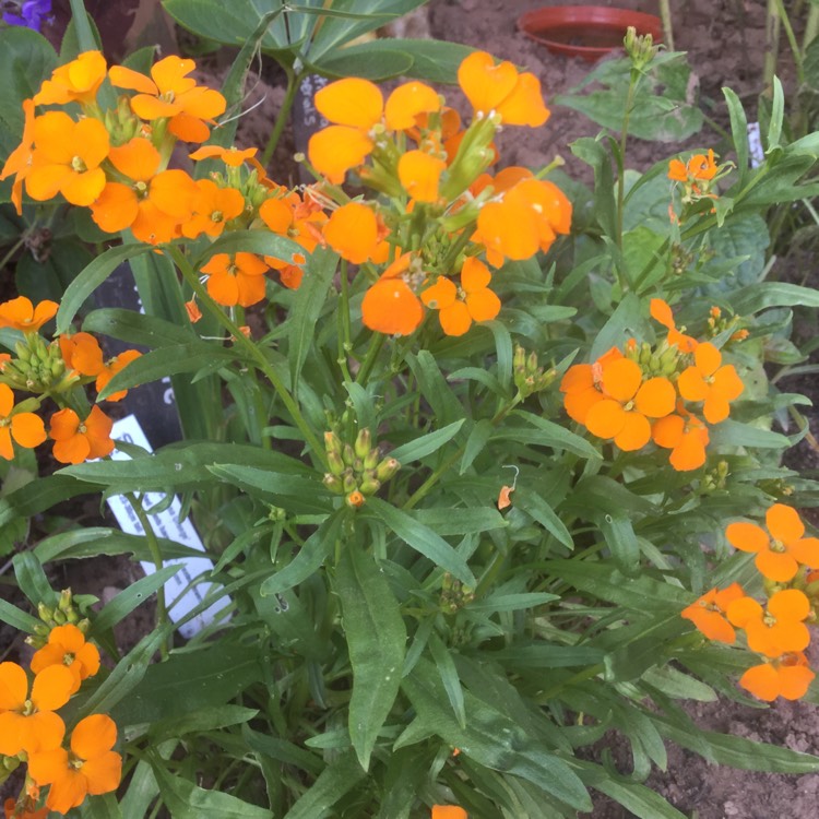 Plant image Erysimum hieraciifolium 'Pas415015' (Citrona Series) syn. Erysimum 'Citrona Orange'