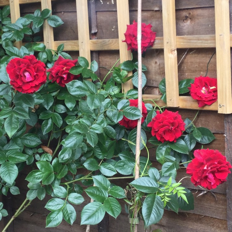 Plant image Rosa 'Blooming Marvellous'