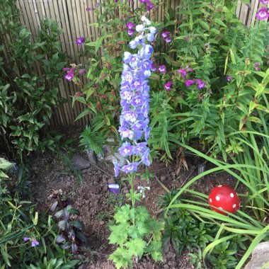 Larkspur 'Cameliard'