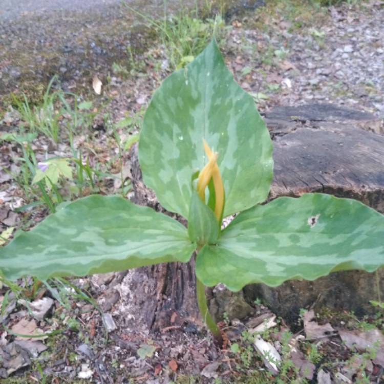 Plant image Trillium