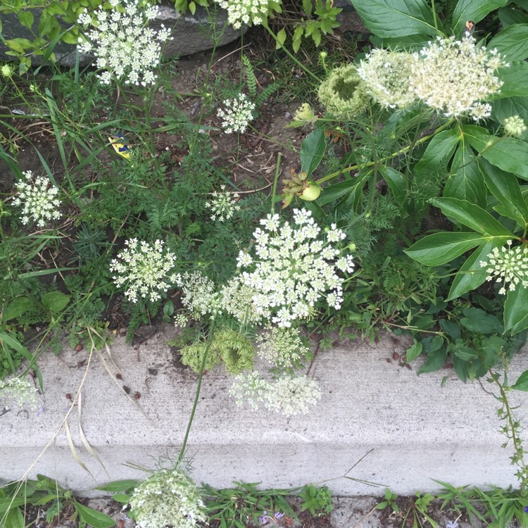 Plant image Anthriscus sylvestris