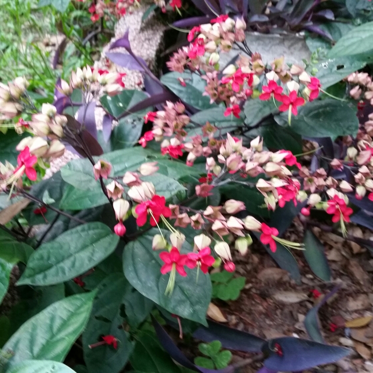 Plant image Clerodendrum thomsoniae 'Delectum'