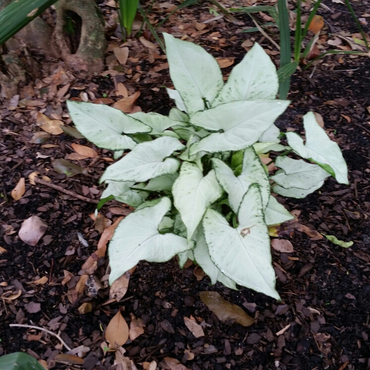 Plant image Caladium Lindenii syn. Phyllotaenium lindenii  ;  Xanthosoma lindenii