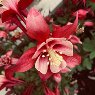 Aquilegia