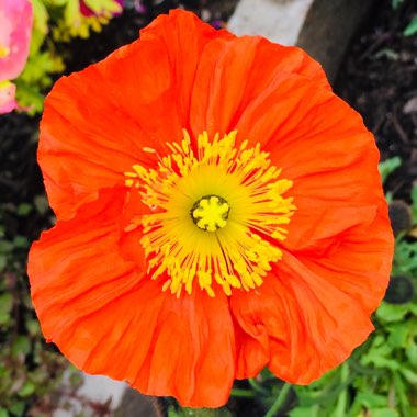 Papaver