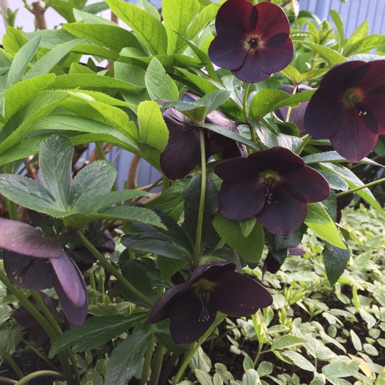 Plant image Helleborus x hybridus 'Harvington Shades Of The Night'