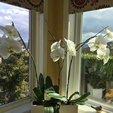 Phalaenopsis 'White'