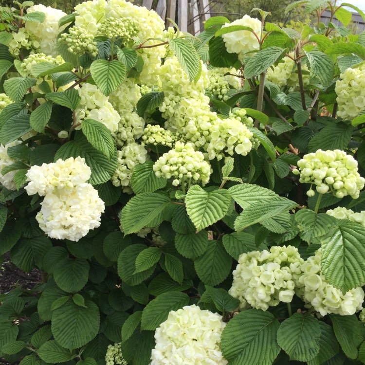 Plant image Viburnum plicatum f. tomentosum 'Mariesii' syn. Viburnum mariesii