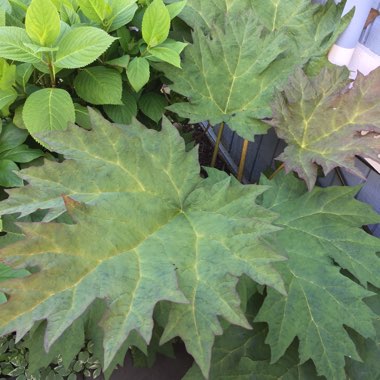 Rheum palmatum atrosanguineum