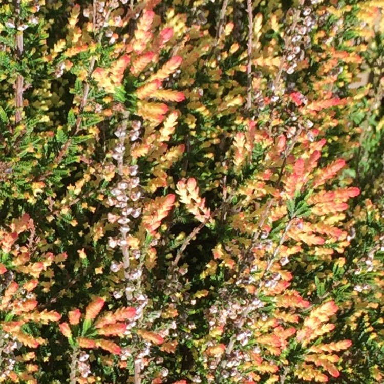 Plant image Calluna vulgaris 'Spring Torch'