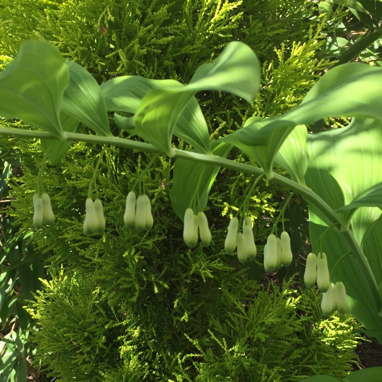 Plant image Polygonatum biflorum