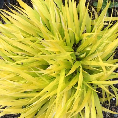 Hakonechloa macra 'Aureola'