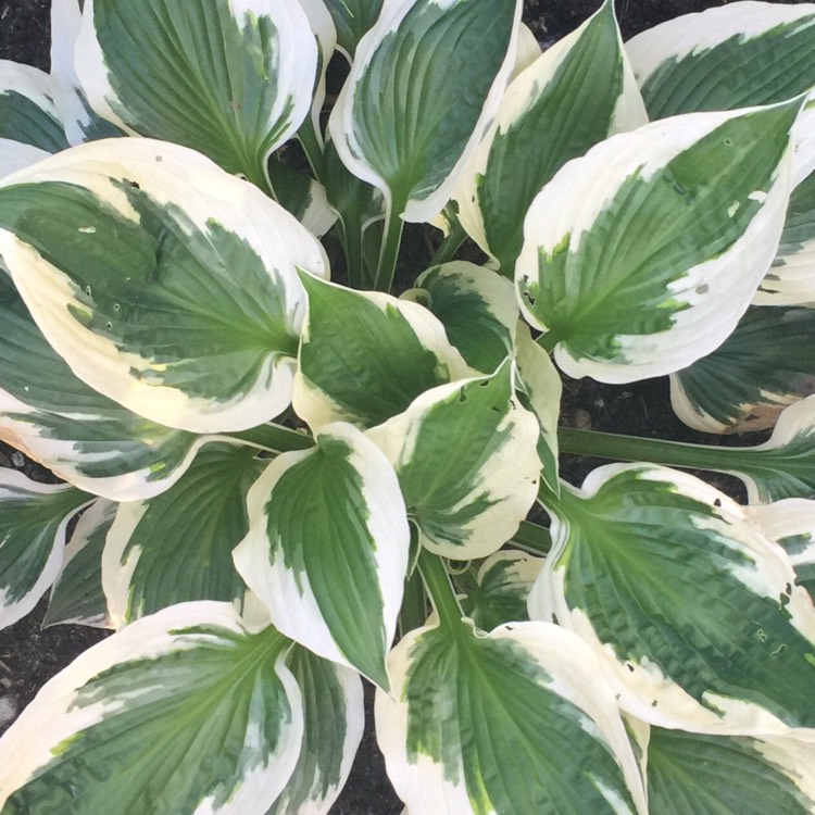 Plant image Hosta 'Brim Cup'