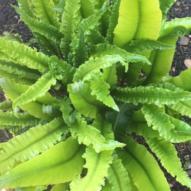 Asplenium scolopendrium 'Undulatum'