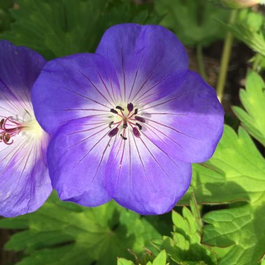 Geranium wallichianum 'Buxton's Variety' syn. Geranium wallichianum 'Buxton's Blue'