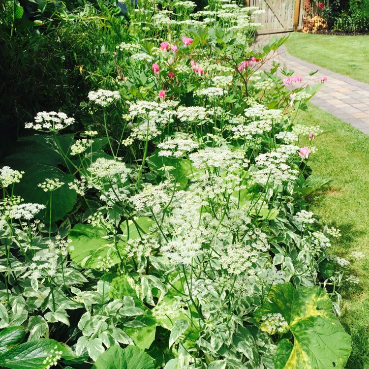 Plant image Aegopodium podagraria 'variegata'