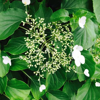 Hydrangea petiolaris  syn. Hydrangea anomala subsp. petiolaris