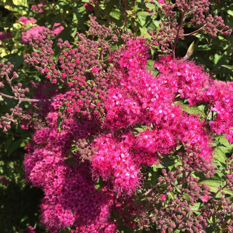 Plant image Spiraea japonica 'Anthony Waterer'