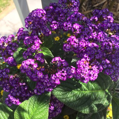 Heliotropium arborescens 'Marine'