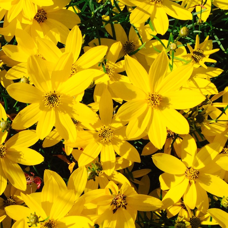 Plant image Coreopsis verticillata 'Zagreb'