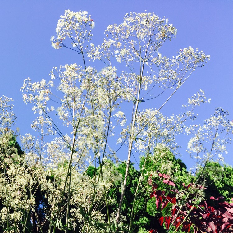 Plant image Thalictrum