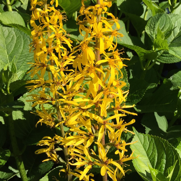 Plant image Ligularia 'The Rocket' syn. Ligularia przewalskii 'The Rocket' ; Senecio 'The Rocket'