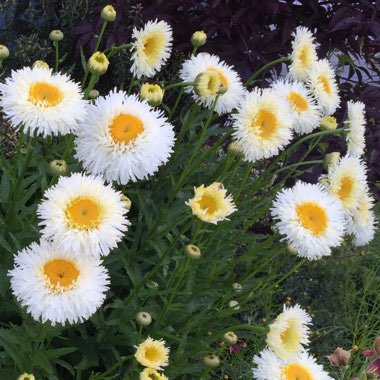 Leucanthemum x superbum 'Laspider'