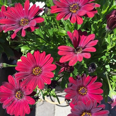 Osteospermum 'Serenity Red'