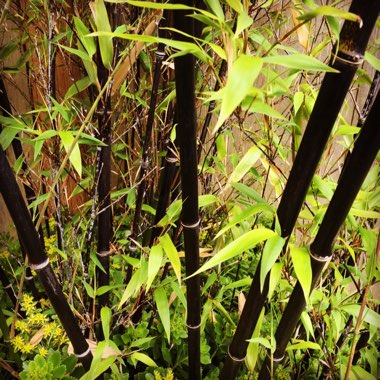 Phyllostachys nigra