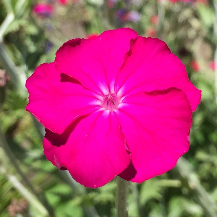 Plant image Lychnis coronaria 'Gardeners World'