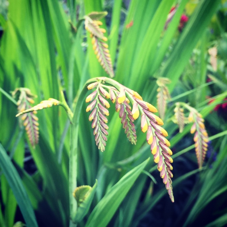 Plant image Crocosmia x crocosmiiflora 'George Davison'