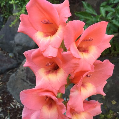 Gladiolus 'Peche Melba'