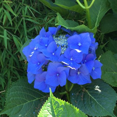 Hydrangea macrophylla 'Zorro' syn. Hydrangea macrophylla 'Zorro Blue', Hydrangea macrophylla 'Zorro Pink'