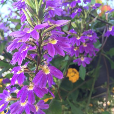 Scaevola 'Abanico Blue'