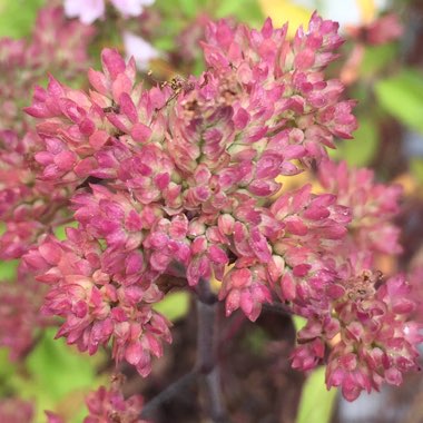 Thymus Citriodorus