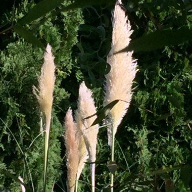 Cortaderia selloana