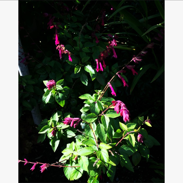 Plant image Salvia 'Serendip6' syn. Salvia 'Love and Wishes'