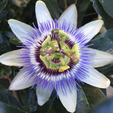 Passiflora caerulea