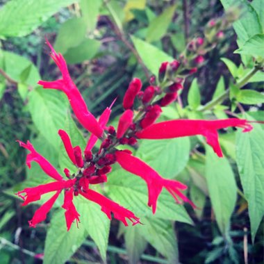 Salvia elegans 'Pineapple Sage'