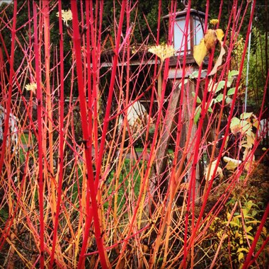 Cornus sanguinea 'Cardinal'