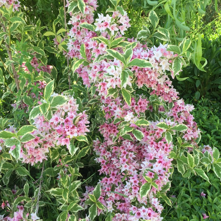 Plant image Weigela florida 'Verweig' syn. Weigela florida 'Monet', Weigela florida 'My Monet'