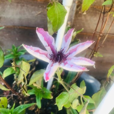 Clematis 'Nelly Moser'