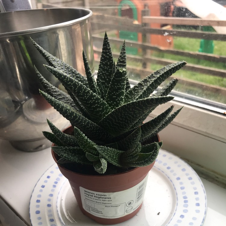 Plant image Haworthia Royal Highness