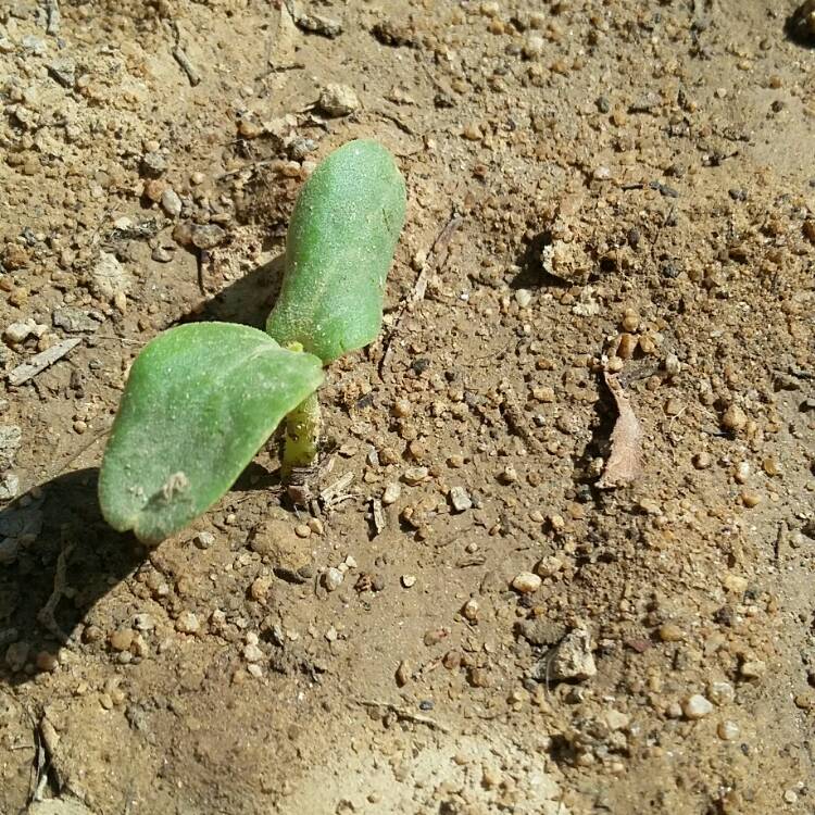 Plant image Cucumis Melo var. Cantalupensis 'Charentais'