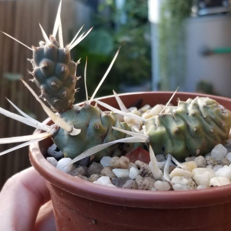 Plant image Tephrocactus articulatus