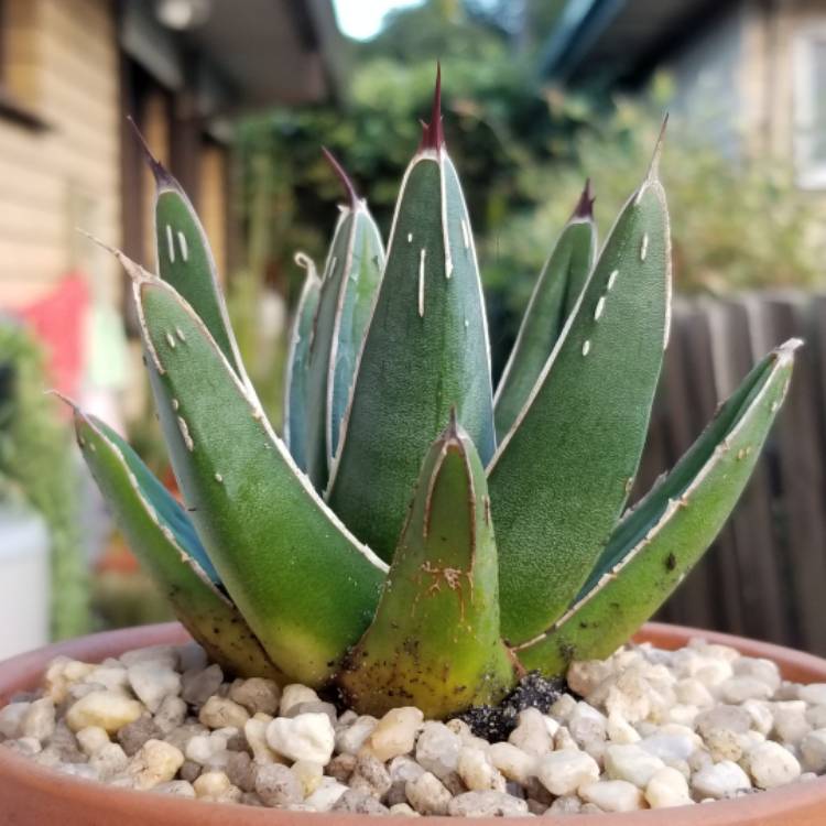 Plant image Agave Nickelsaie