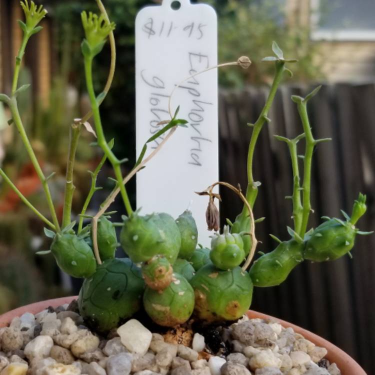 Plant image Euphorbia globosa