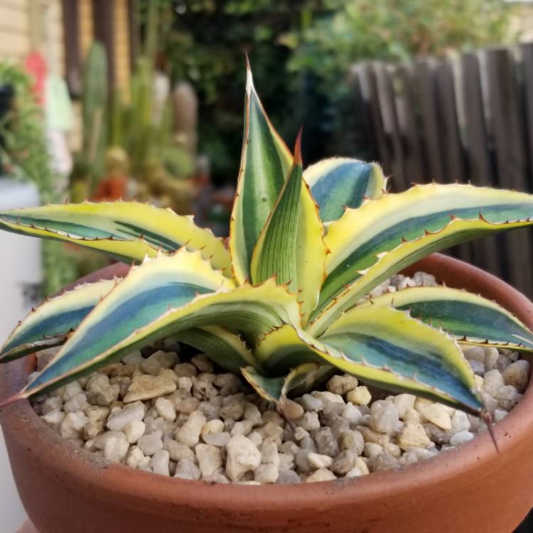 Plant image Agave lophantha 'Quadricolour'